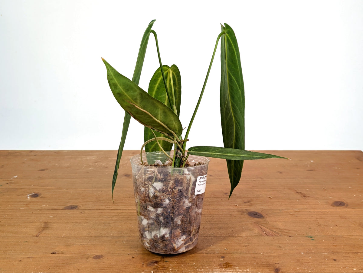 Anthurium Warocqueanum - Dark/Narrow Exact Plant Over 12" Tall - #28C