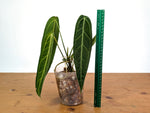 Anthurium Warocqueanum - Dark/Narrow Exact Plant Over 12" Tall - #28C