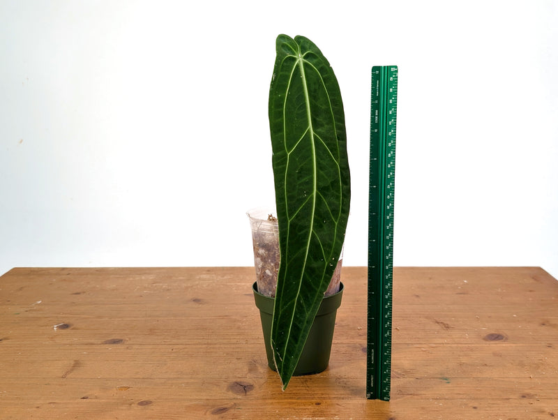 Anthurium Warocqueanum 'Queen' - Dark/Narrow Exact Plant Approx 13" Tall - #28D