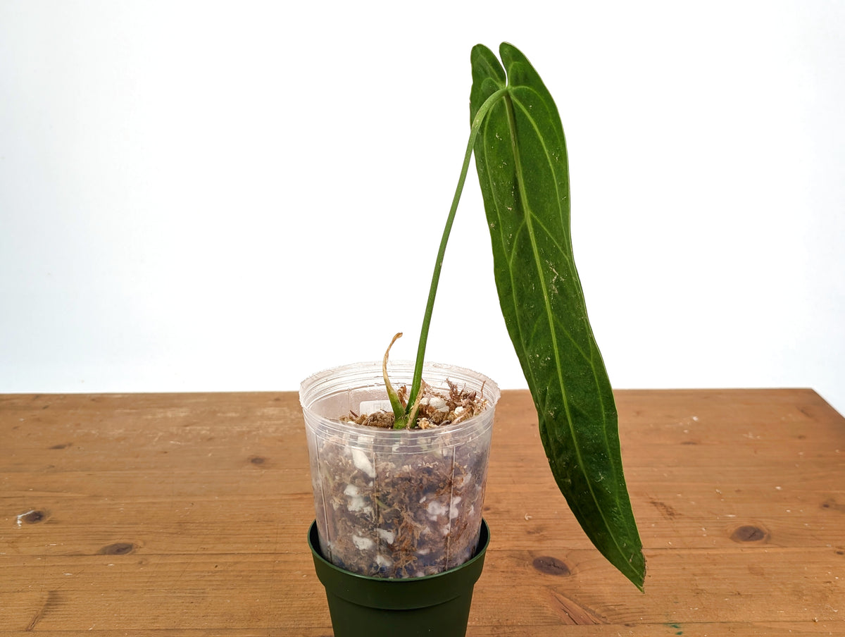 Anthurium Warocqueanum 'Queen' - Dark/Narrow Exact Plant Approx 13" Tall - #28D