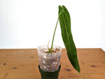Anthurium Warocqueanum 'Queen' - Dark/Narrow Exact Plant Approx 13" Tall - #28D