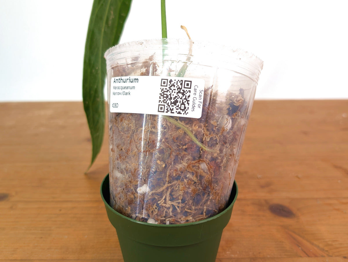 Anthurium Warocqueanum 'Queen' - Dark/Narrow Exact Plant Approx 13" Tall - #28D