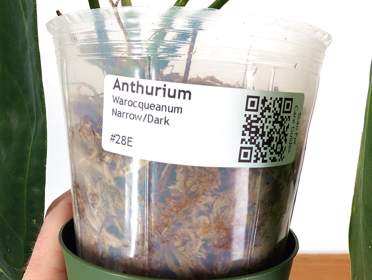 Anthurium Warocqueanum 'Queen' - Dark/Narrow Exact Plant - #28E