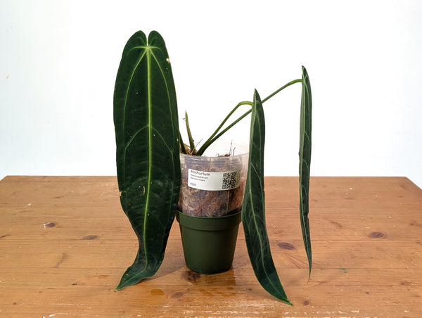 Anthurium Warocqueanum 'Queen' - Dark/Narrow Exact Plant - #28E