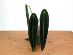 Anthurium Warocqueanum 'Queen' - Dark/Narrow Exact Plant - #28E