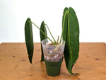 Anthurium Warocqueanum 'Queen' - Dark/Narrow Exact Plant - #28E