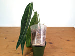 Anthurium Warocqueanum 'Queen' - Dark/Narrow Exact Plant - #28E