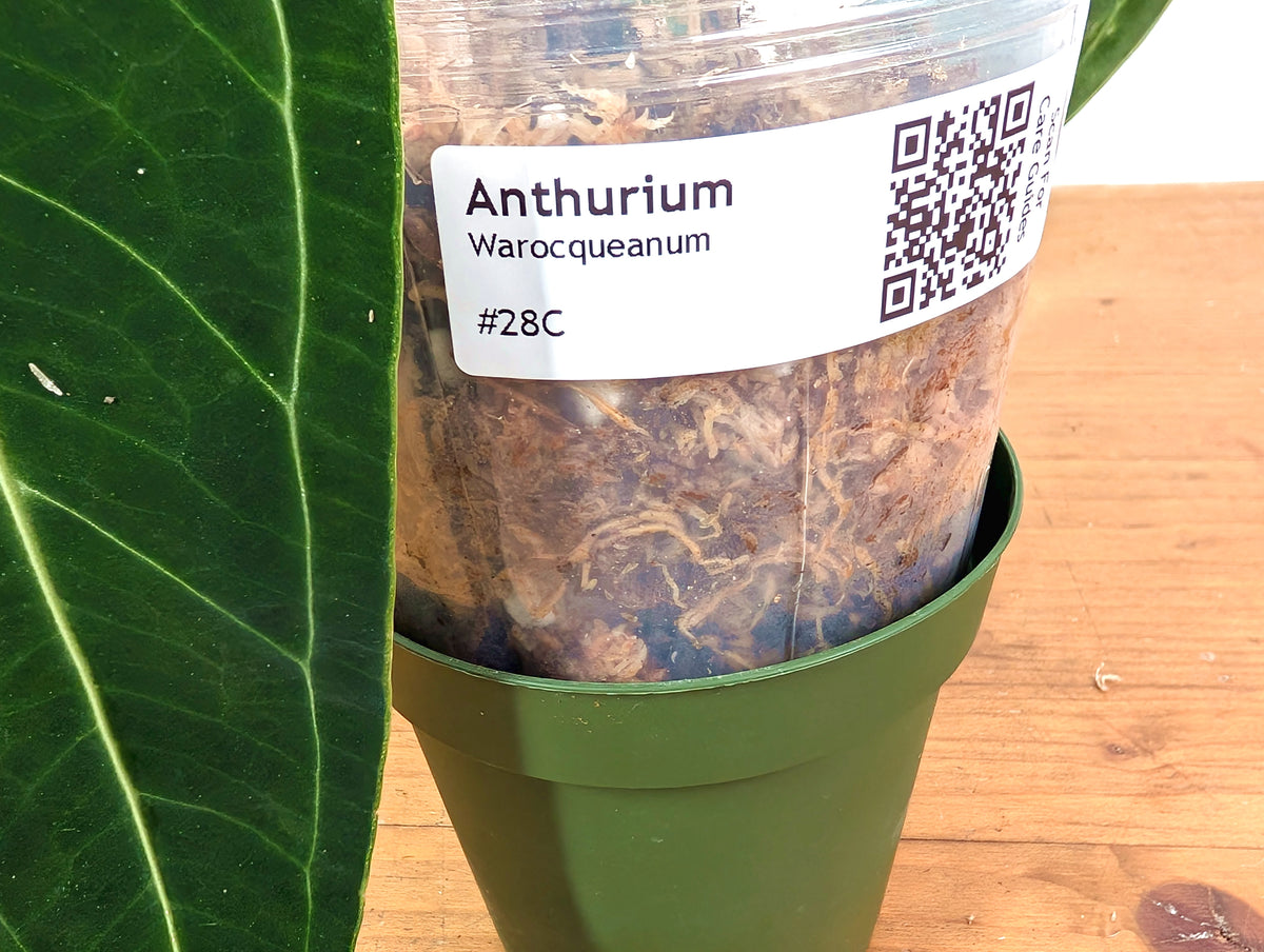 Anthurium Warocqueanum 'Queen' - Exact Plant - #28C
