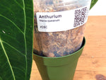 Anthurium Warocqueanum 'Queen' - Exact Plant - #28C
