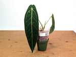 Anthurium Warocqueanum 'Queen' - Exact Plant - #28C