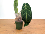 Anthurium Warocqueanum 'Queen' - Exact Plant - #28C