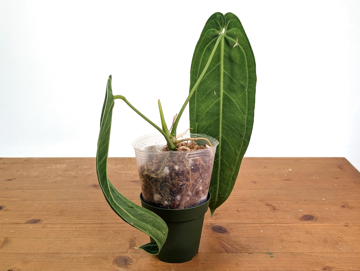 Anthurium Warocqueanum 'Queen' - Exact Plant - #28C