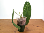 Anthurium Warocqueanum 'Queen' - Exact Plant - #28C