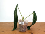 Anthurium Warocqueanum 'Queen' - Exact Plant - #28C