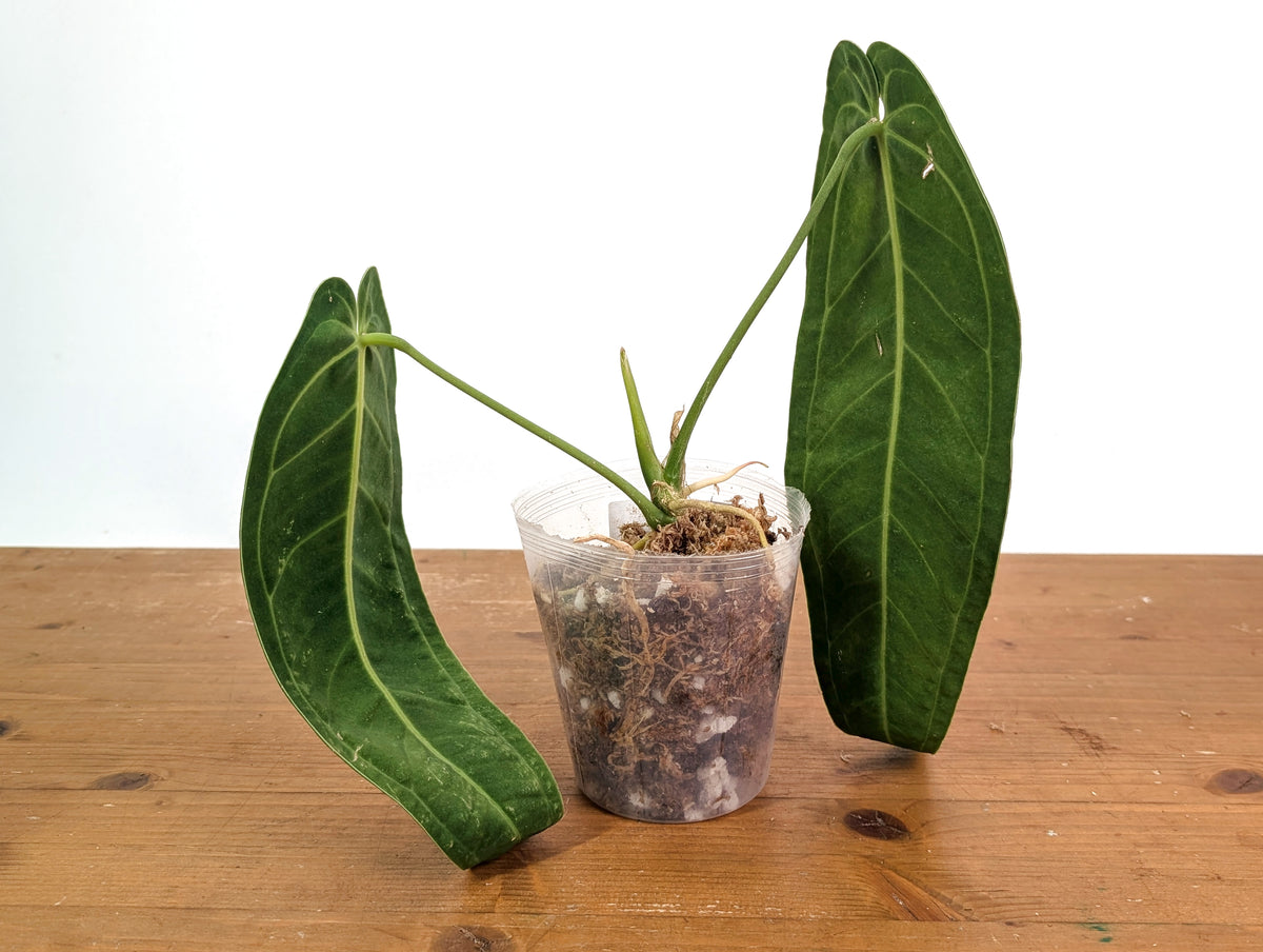 Anthurium Warocqueanum 'Queen' - Exact Plant - #28C
