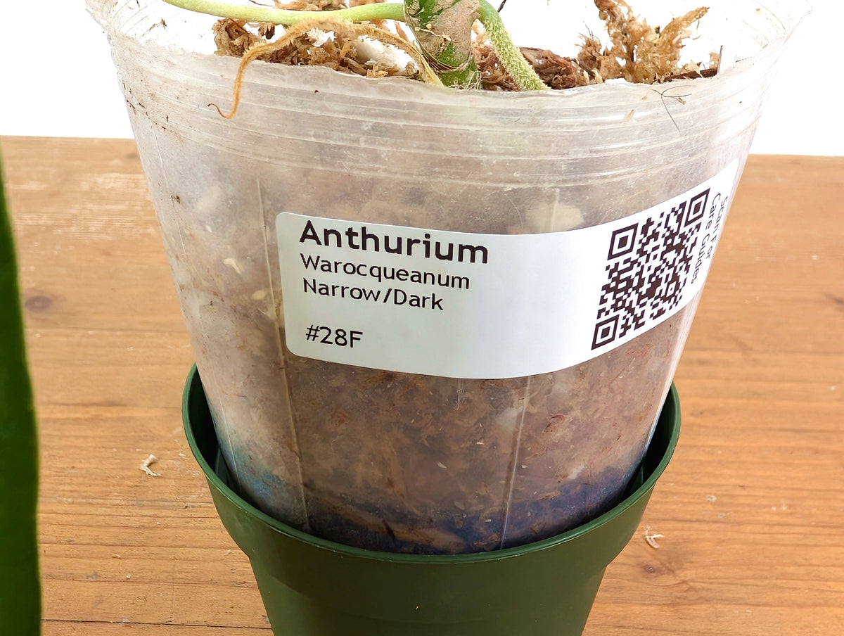 Anthurium Warocqueanum 'Queen' - Dark/Narrow Exact Plant - #28F