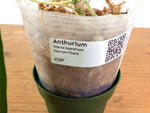 Anthurium Warocqueanum 'Queen' - Dark/Narrow Exact Plant - #28F