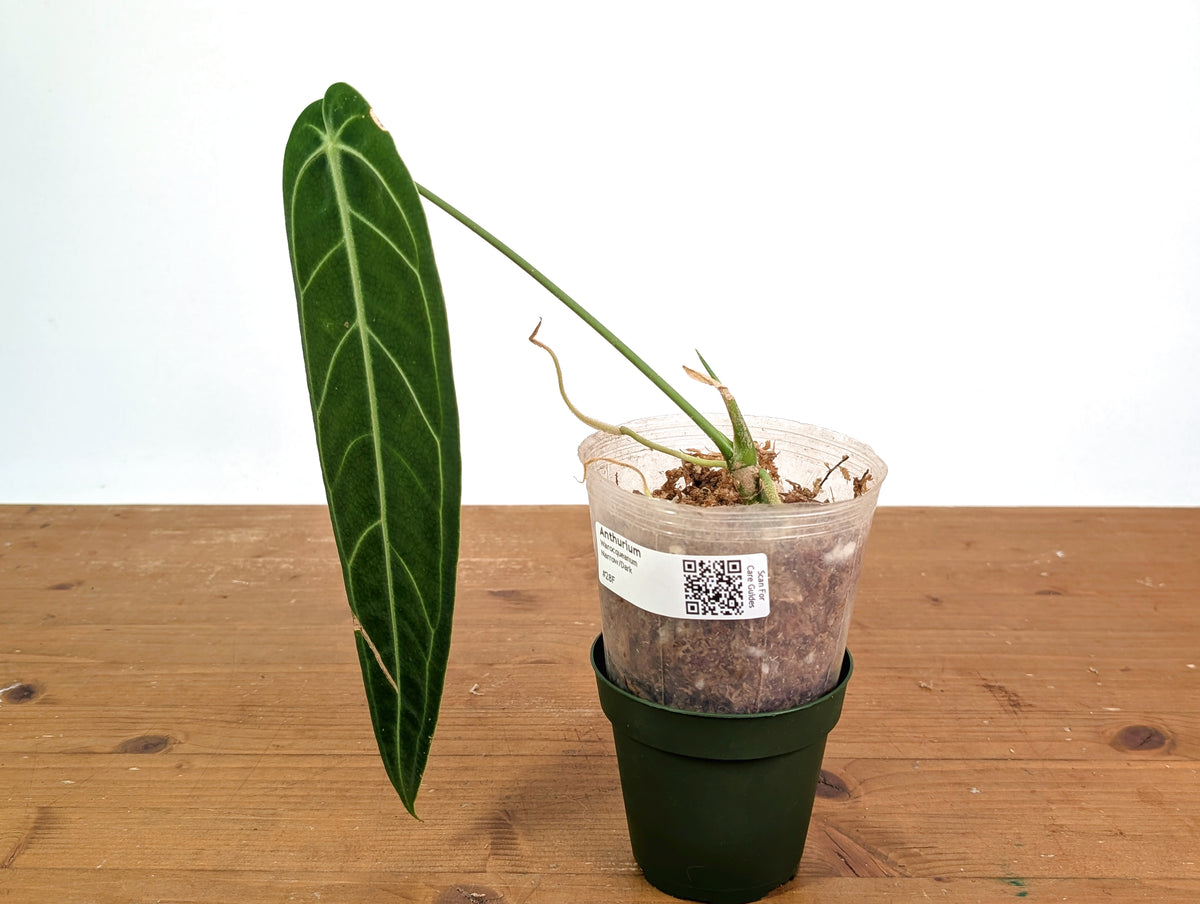 Anthurium Warocqueanum 'Queen' - Dark/Narrow Exact Plant - #28F