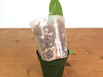 Anthurium Warocqueanum 'Queen' - Dark/Narrow Exact Plant - #28F