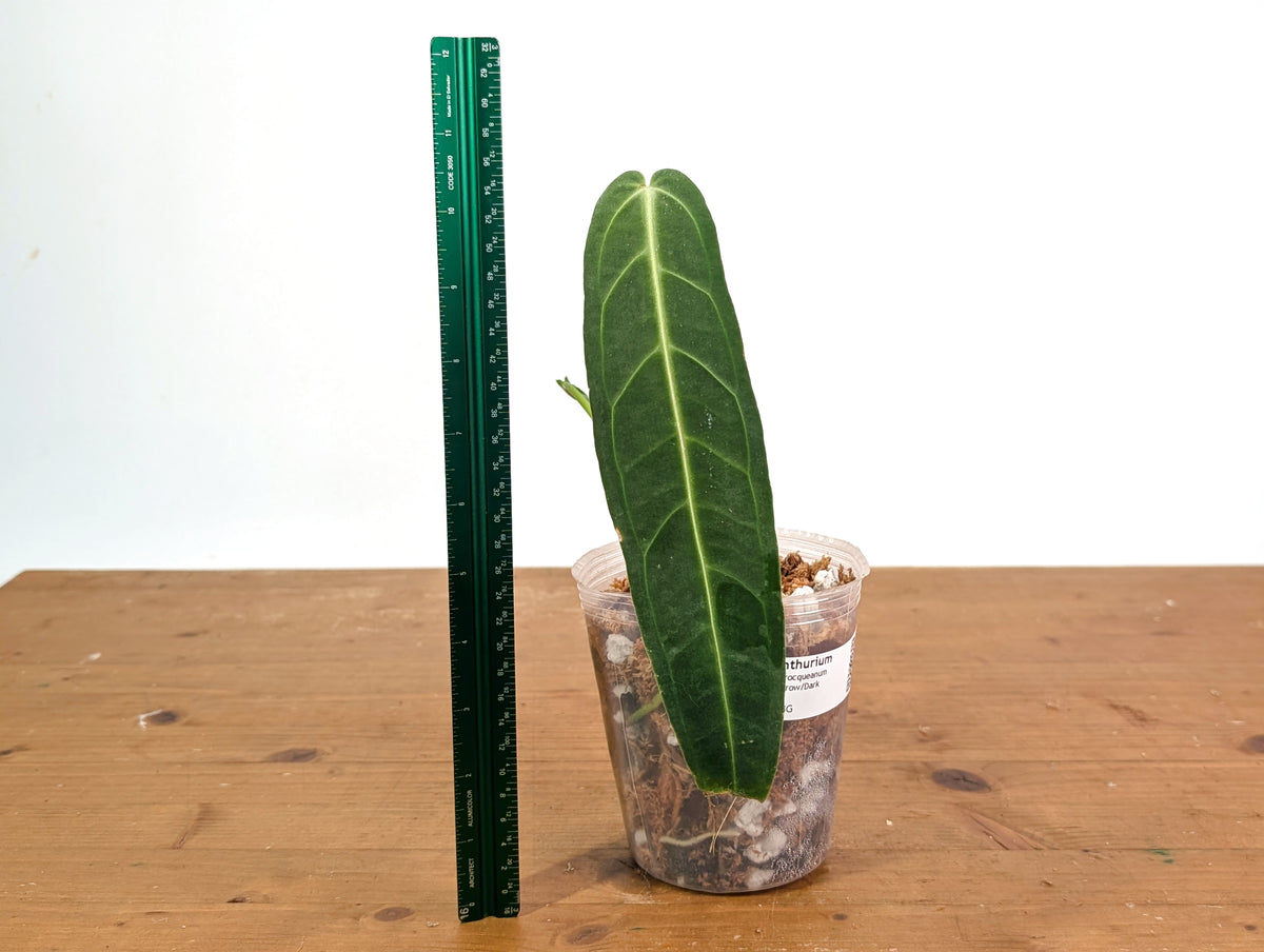 Anthurium Warocqueanum 'Queen' - Dark/Narrow Exact Plant - #28G