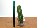 Anthurium Warocqueanum 'Queen' - Dark/Narrow Exact Plant - #28G