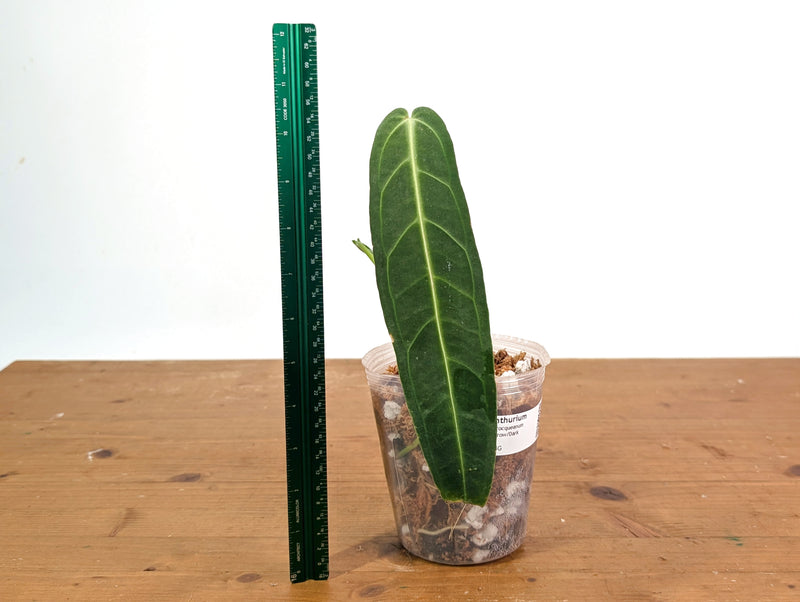 Anthurium Warocqueanum 'Queen' - Dark/Narrow Exact Plant - #28G