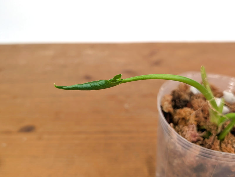 Anthurium Warocqueanum 'Queen' - Dark/Narrow Exact Plant - #28G