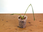 Anthurium Warocqueanum 'Queen' - Dark/Narrow Exact Plant - #28G