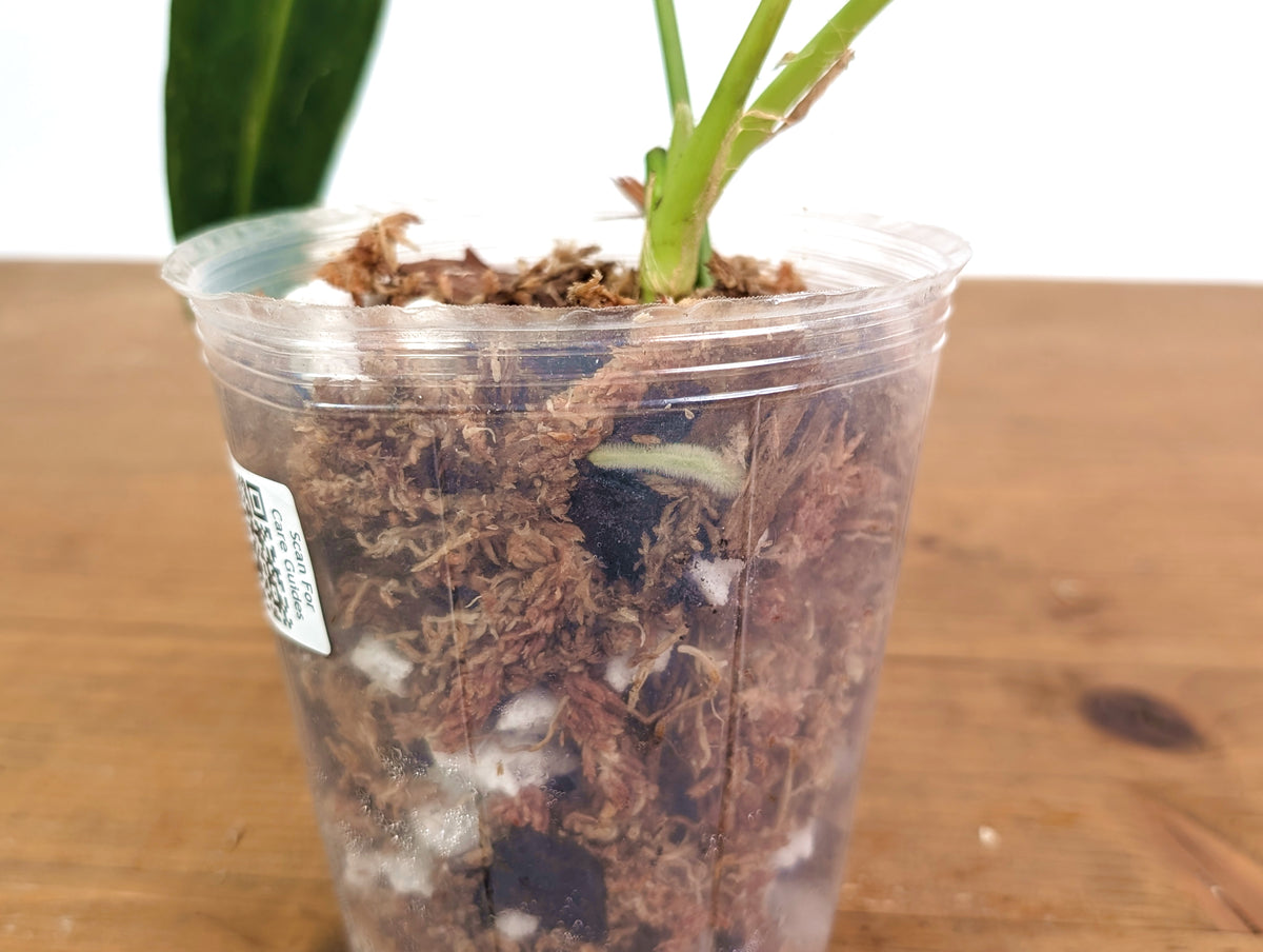 Anthurium Warocqueanum 'Queen' - Dark/Narrow Exact Plant - #28G