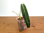 Anthurium Warocqueanum 'Queen' - Dark/Narrow Exact Plant - #28G