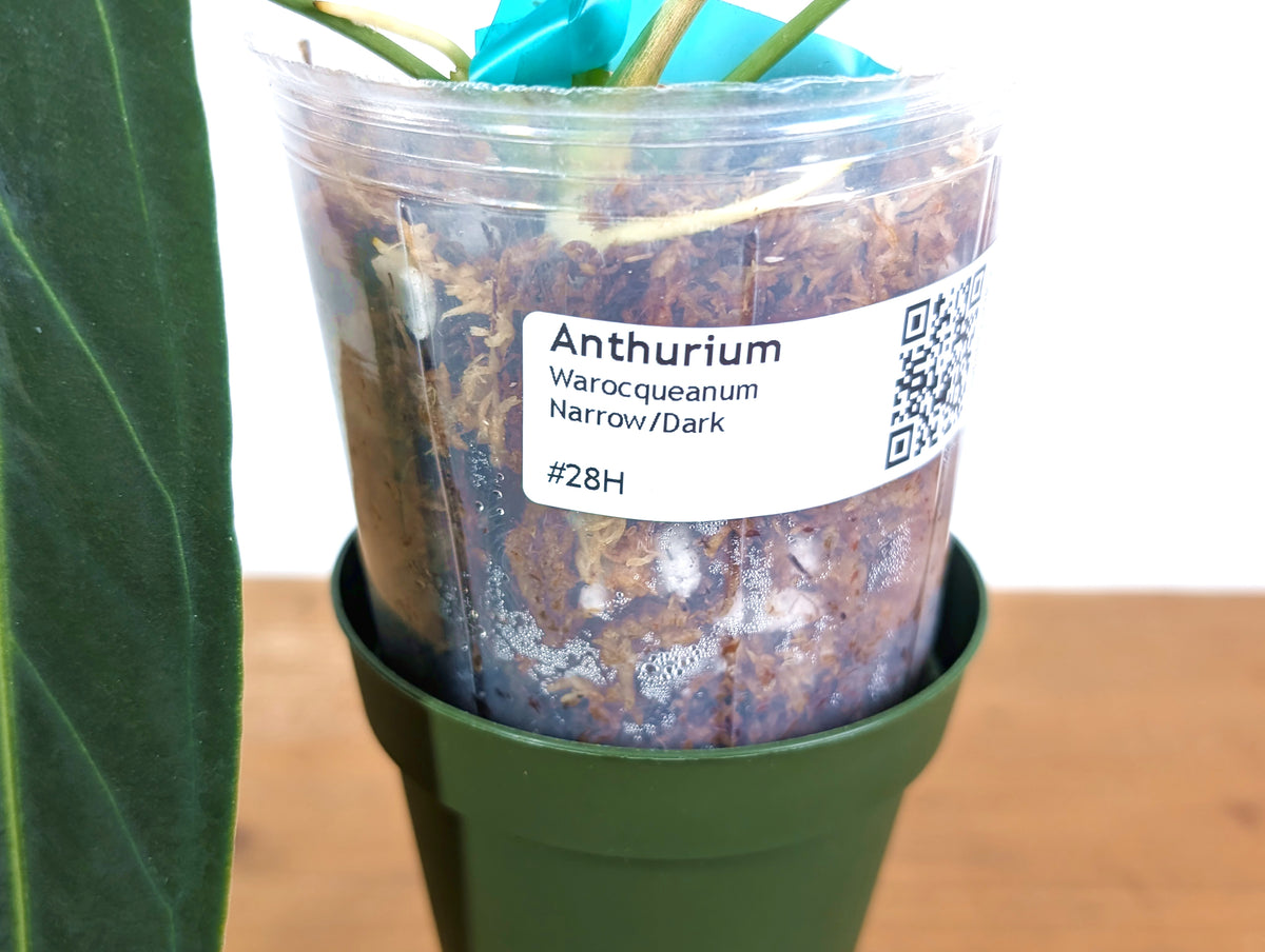 Anthurium Warocqueanum 'Queen' - Dark/Narrow Exact Plant - #28H