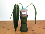 Anthurium Warocqueanum 'Queen' - Dark/Narrow Exact Plant - #28H