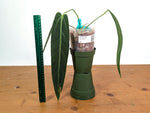 Anthurium Warocqueanum 'Queen' - Dark/Narrow Exact Plant - #28H