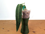Anthurium Warocqueanum 'Queen' - Dark/Narrow Exact Plant - #28H