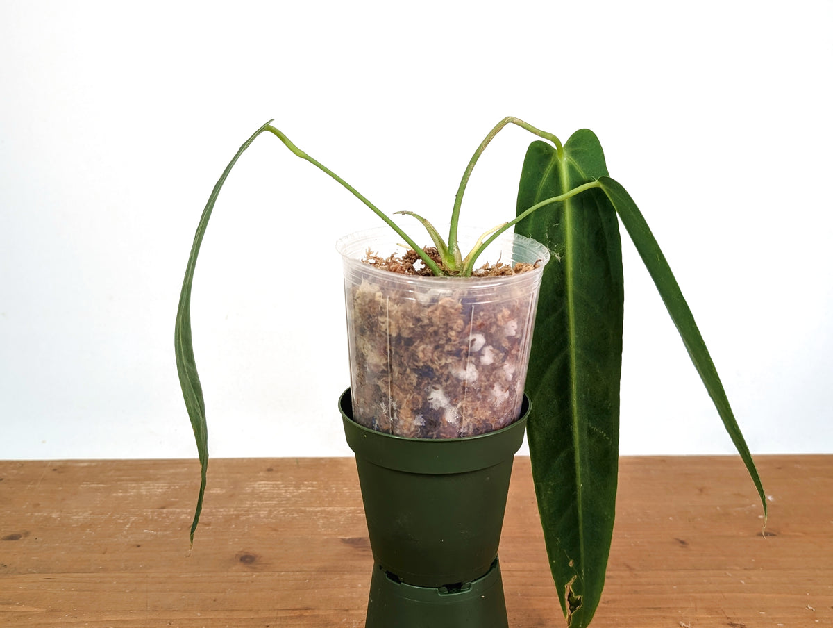 Anthurium Warocqueanum 'Queen' - Dark/Narrow Exact Plant - #28H