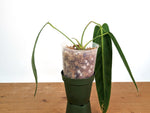 Anthurium Warocqueanum 'Queen' - Dark/Narrow Exact Plant - #28H