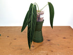 Anthurium Warocqueanum 'Queen' - Dark/Narrow Exact Plant - #28H