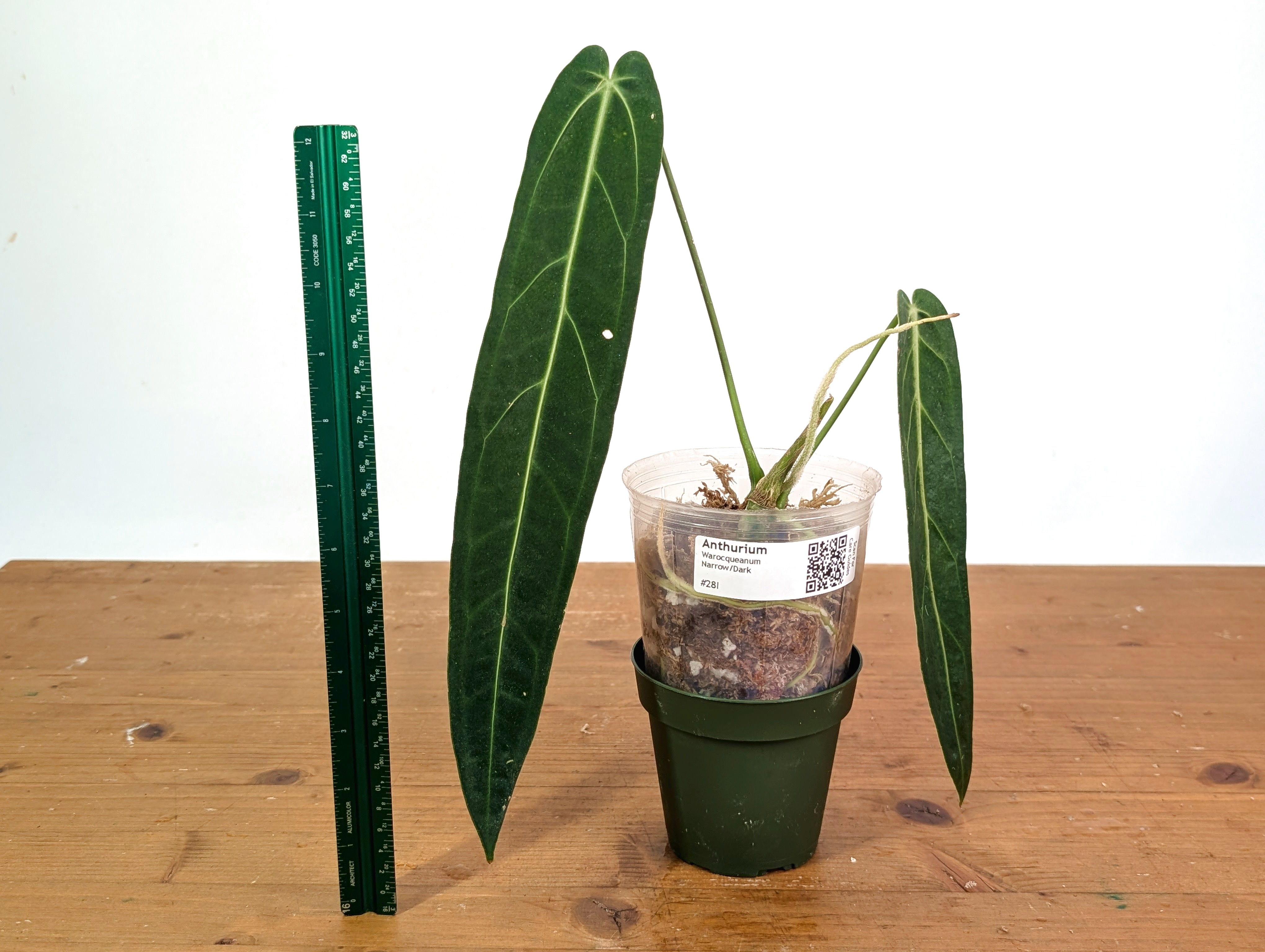 Anthurium Warocqueanum 'Queen' - Dark/Narrow Exact Plant - #28G