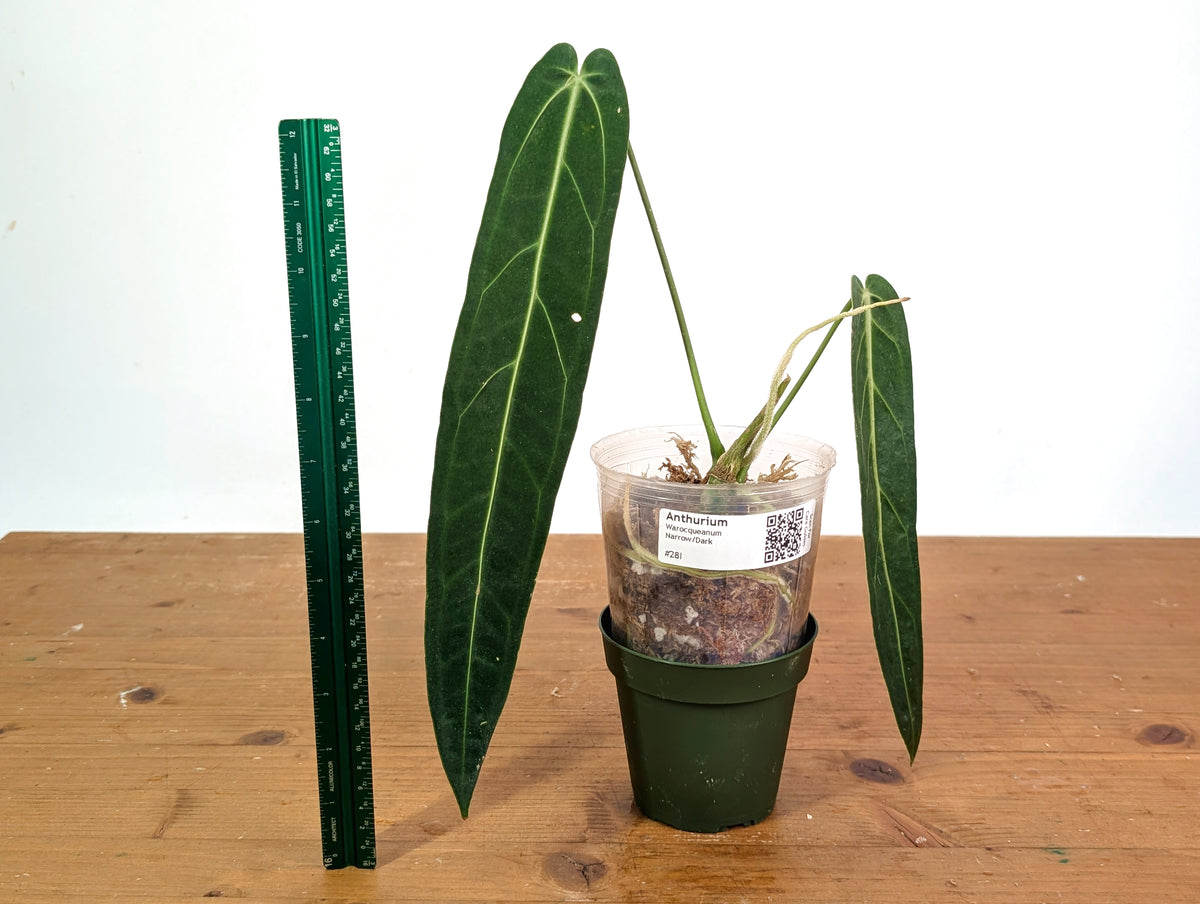 Anthurium Warocqueanum 'Queen' - Dark/Narrow Exact Plant - #28I