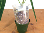 Anthurium Warocqueanum 'Queen' - Dark/Narrow Exact Plant - #28I