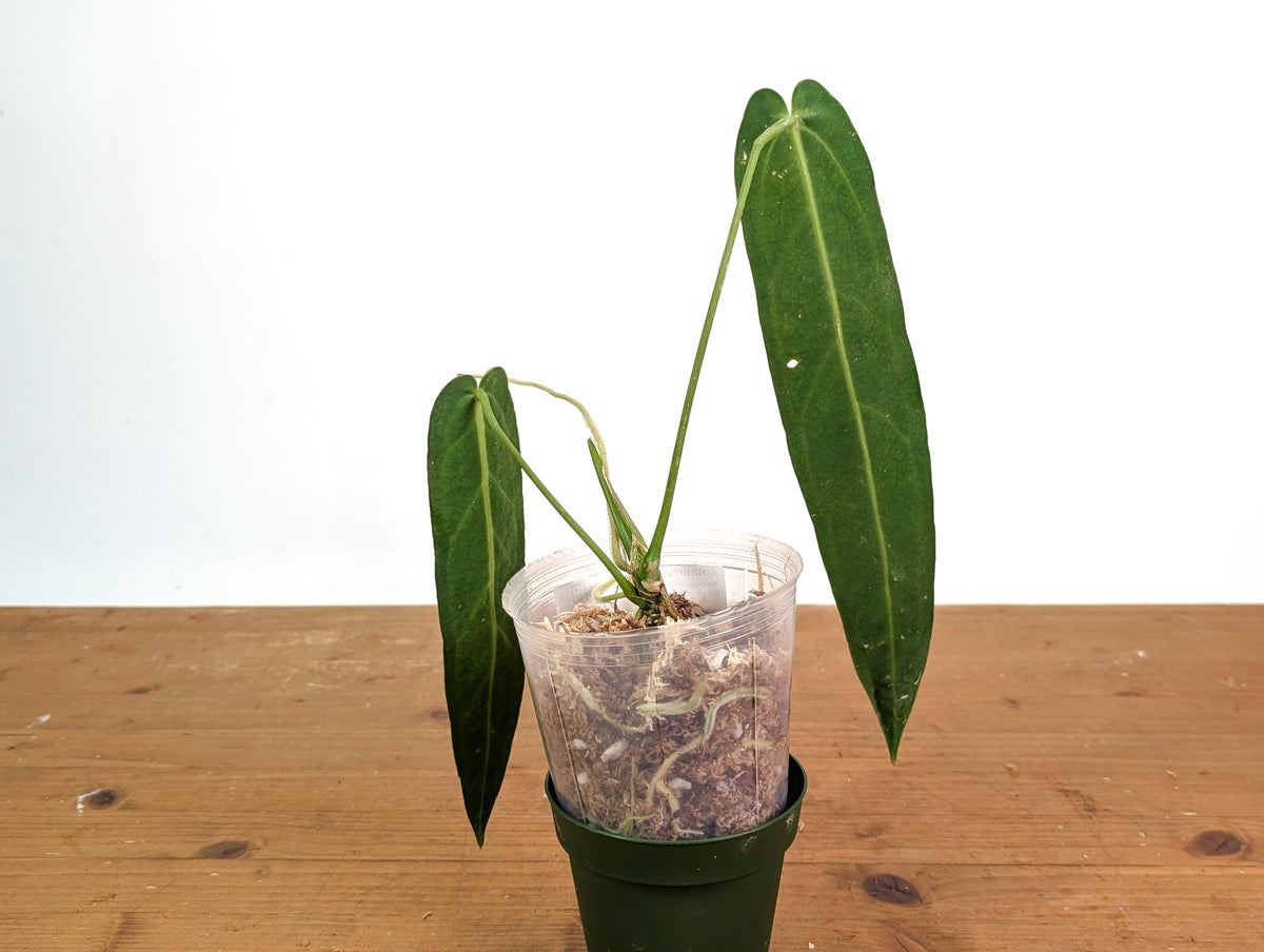 Anthurium Warocqueanum 'Queen' - Dark/Narrow Exact Plant - #28I