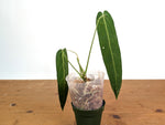 Anthurium Warocqueanum 'Queen' - Dark/Narrow Exact Plant - #28I