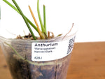 Anthurium Warocqueanum 'Queen' - Dark/Narrow Exact Plant - #28J