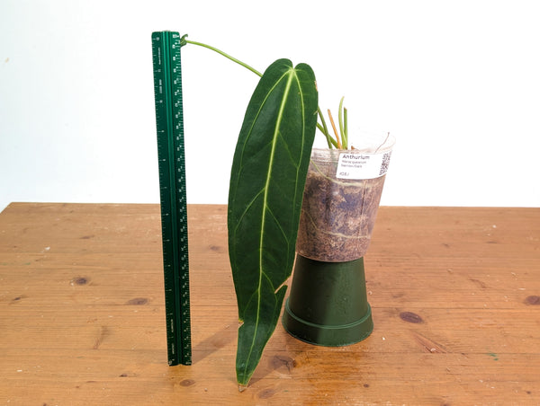Anthurium Warocqueanum 'Queen' - Dark/Narrow Exact Plant - #28J