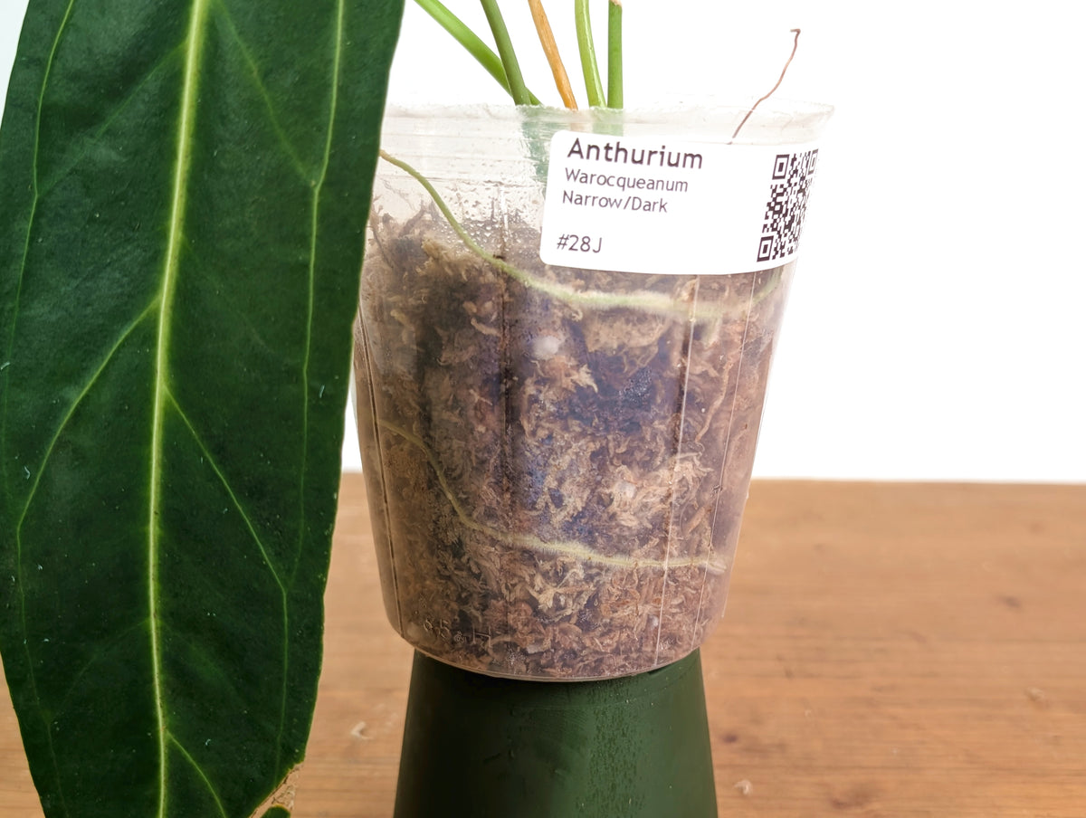 Anthurium Warocqueanum 'Queen' - Dark/Narrow Exact Plant - #28J