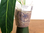 Anthurium Warocqueanum 'Queen' - Dark/Narrow Exact Plant - #28J