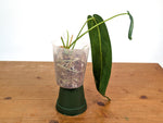 Anthurium Warocqueanum 'Queen' - Dark/Narrow Exact Plant - #28J