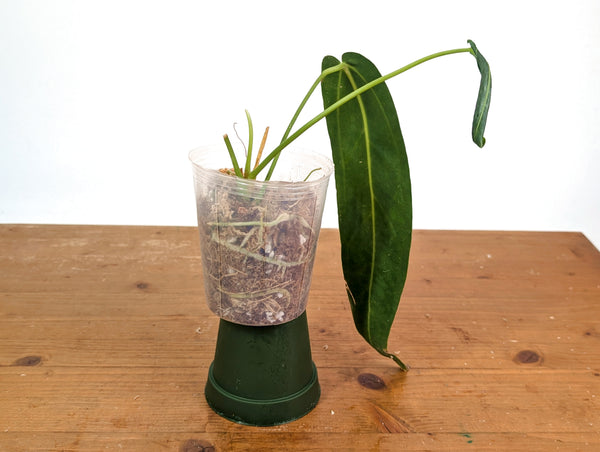 Anthurium Warocqueanum 'Queen' - Dark/Narrow Exact Plant - #28J