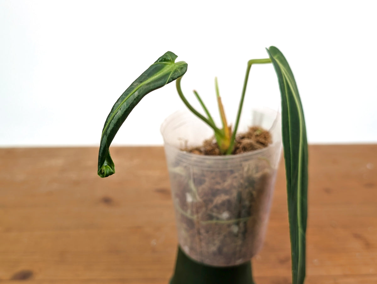 Anthurium Warocqueanum 'Queen' - Dark/Narrow Exact Plant - #28J