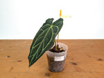 Anthurium Carlablackiae